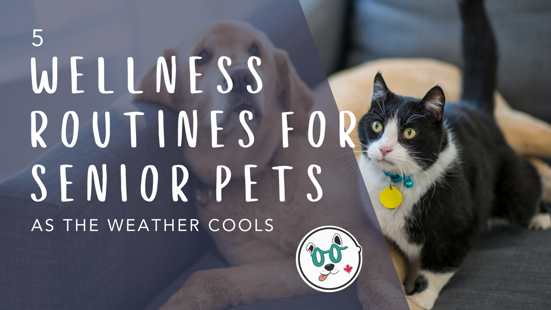 5 Wellness Routines for Senior Pets