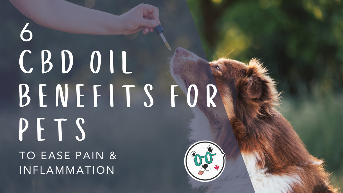 The Benefits of Using CBD Oil for Pets