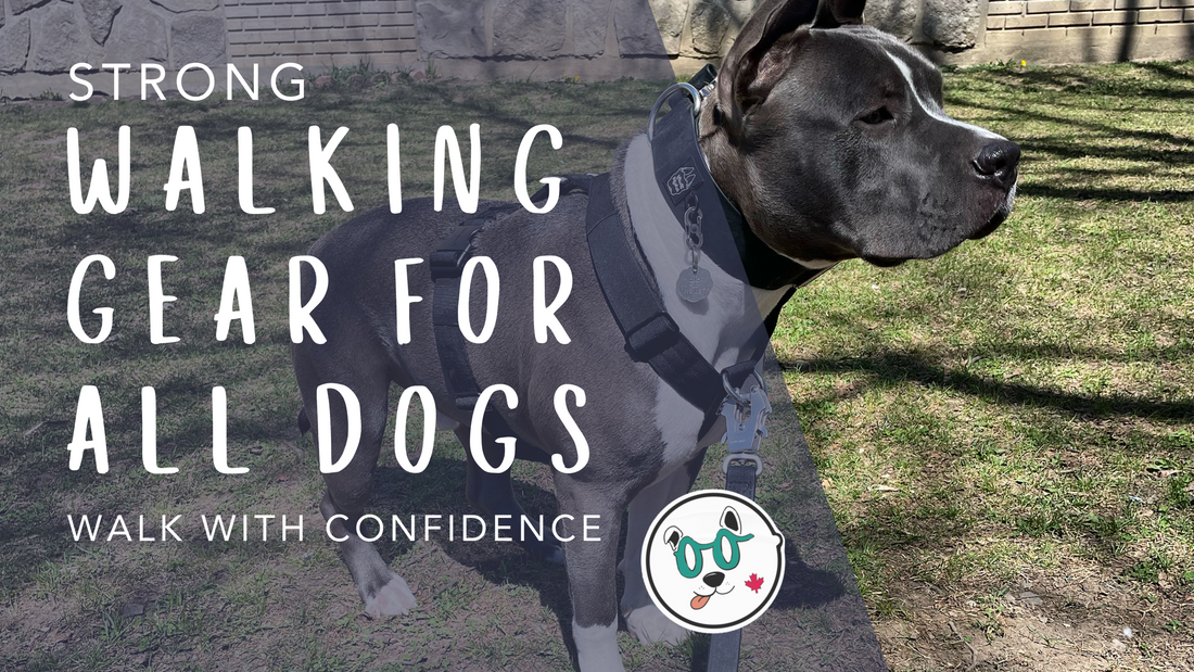 Strong Waking Gear for all Dogs — Walk with Confidence