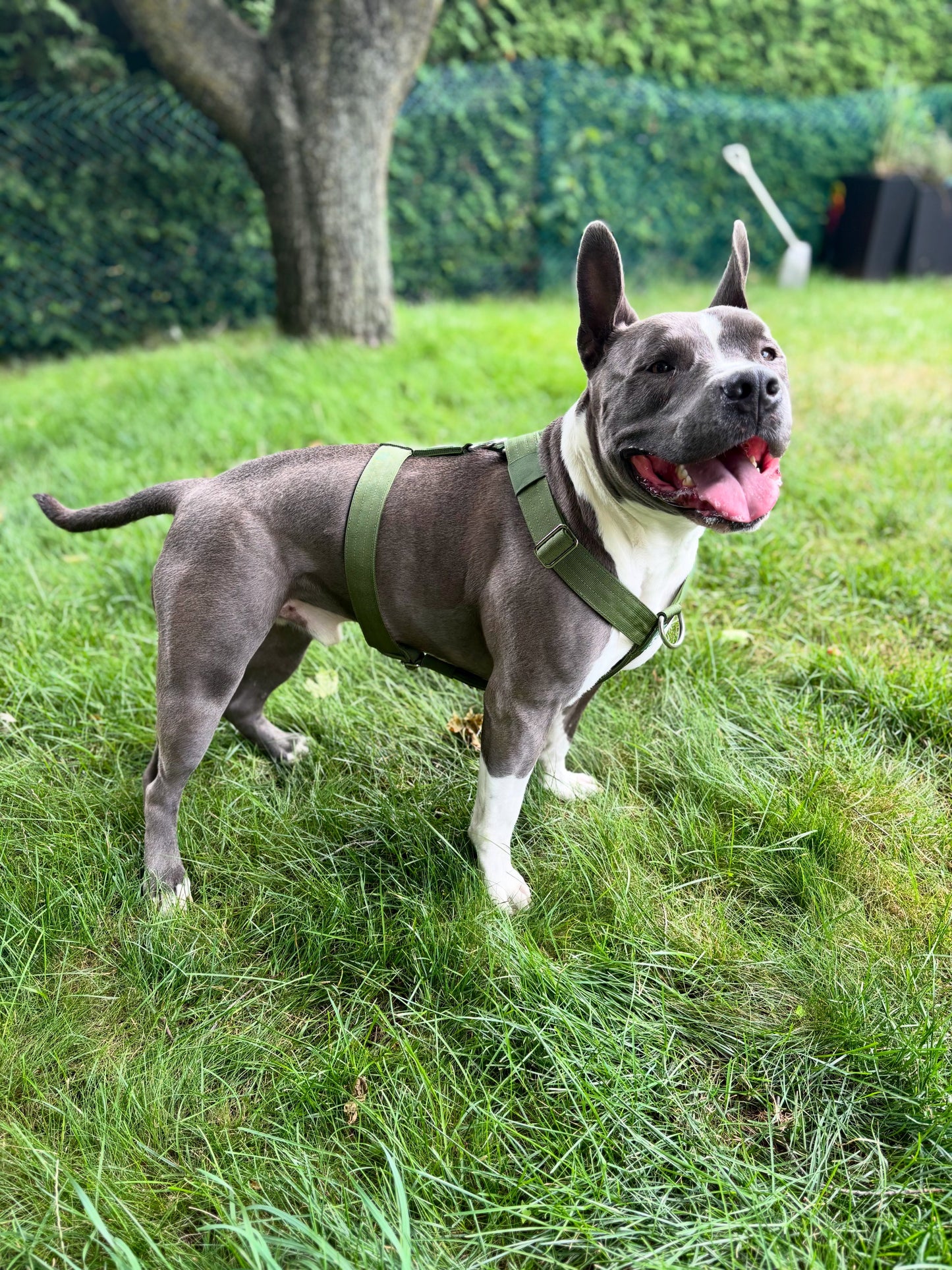 Y Strap Adventure Harness - Cactus Green pet collars & harnesses from Floof Pet Products on a neutral background