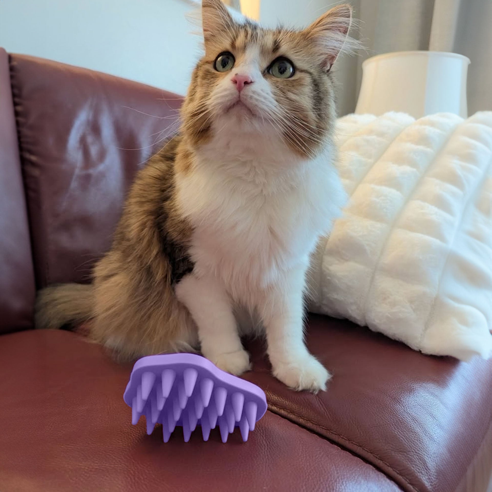Cat sitting on a couch with a purple grooming brush in front of it