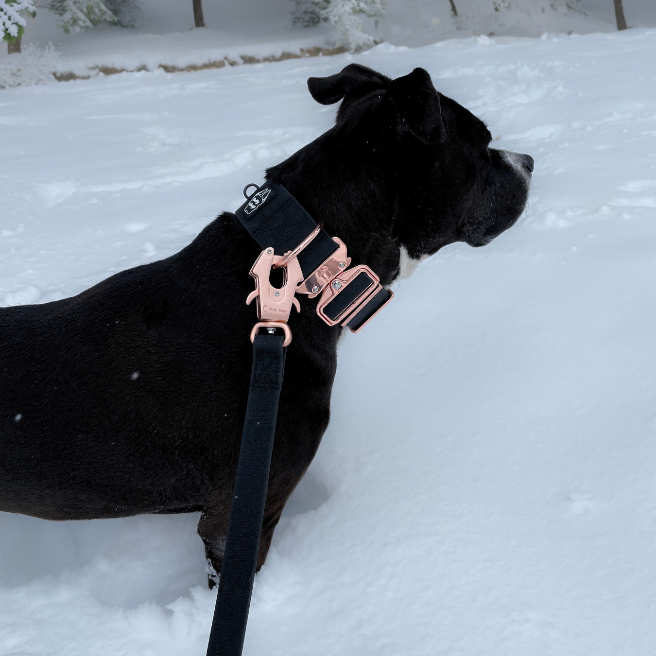 Black dog on a leash with a rose gold collar in the snow