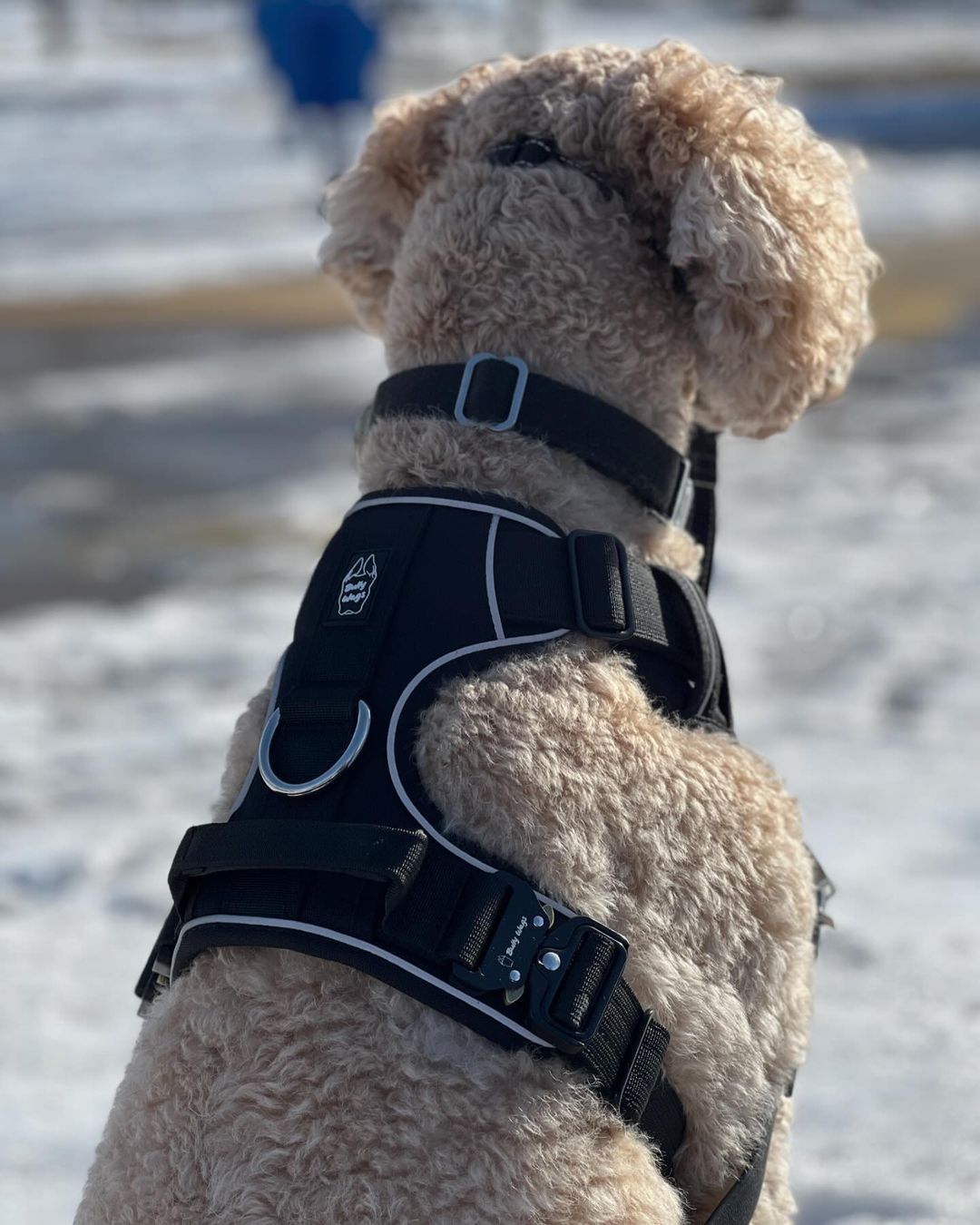 Dog wearing a black harness on a snowy background