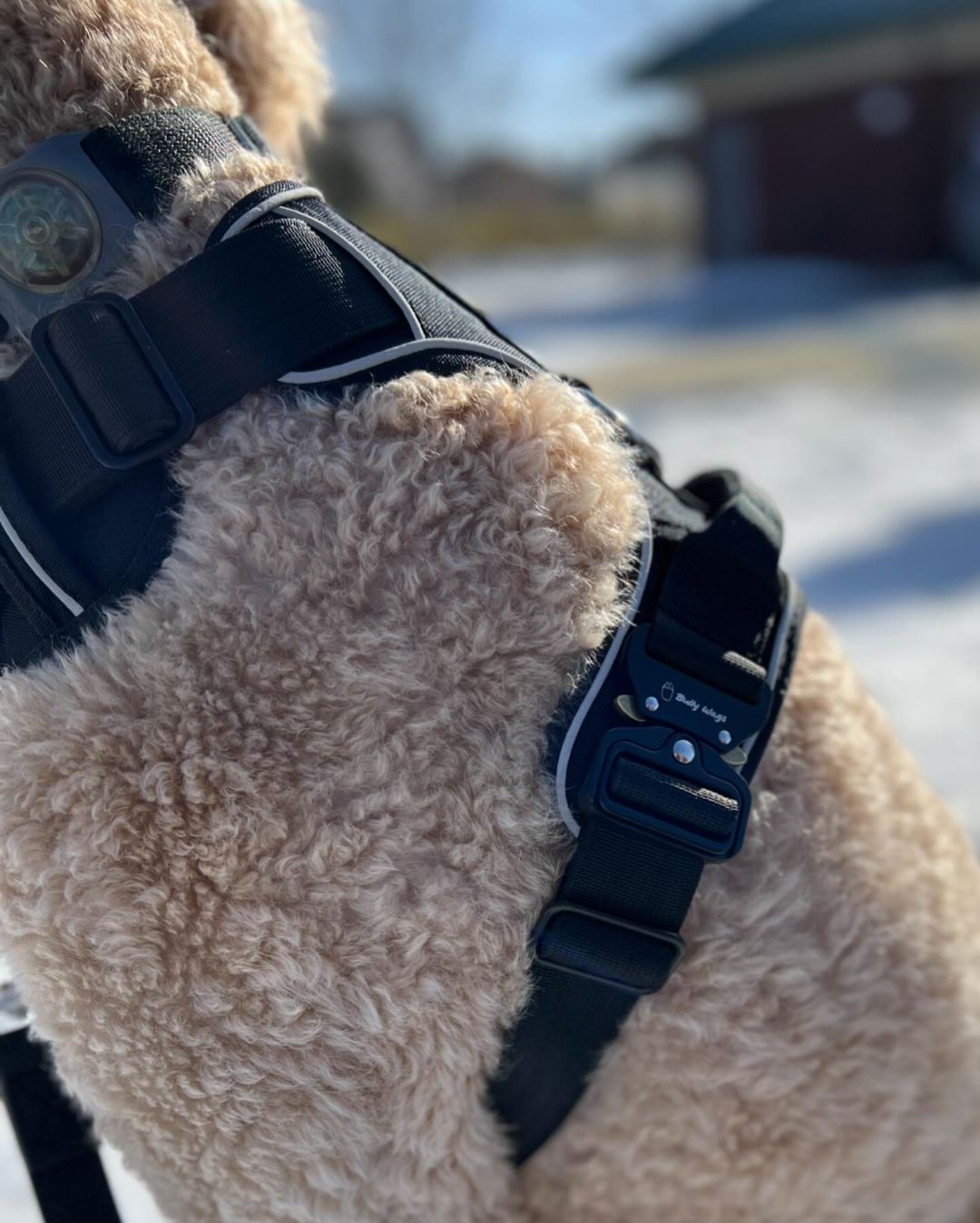 Close-up of a dog wearing a black harness with a blurred outdoor background