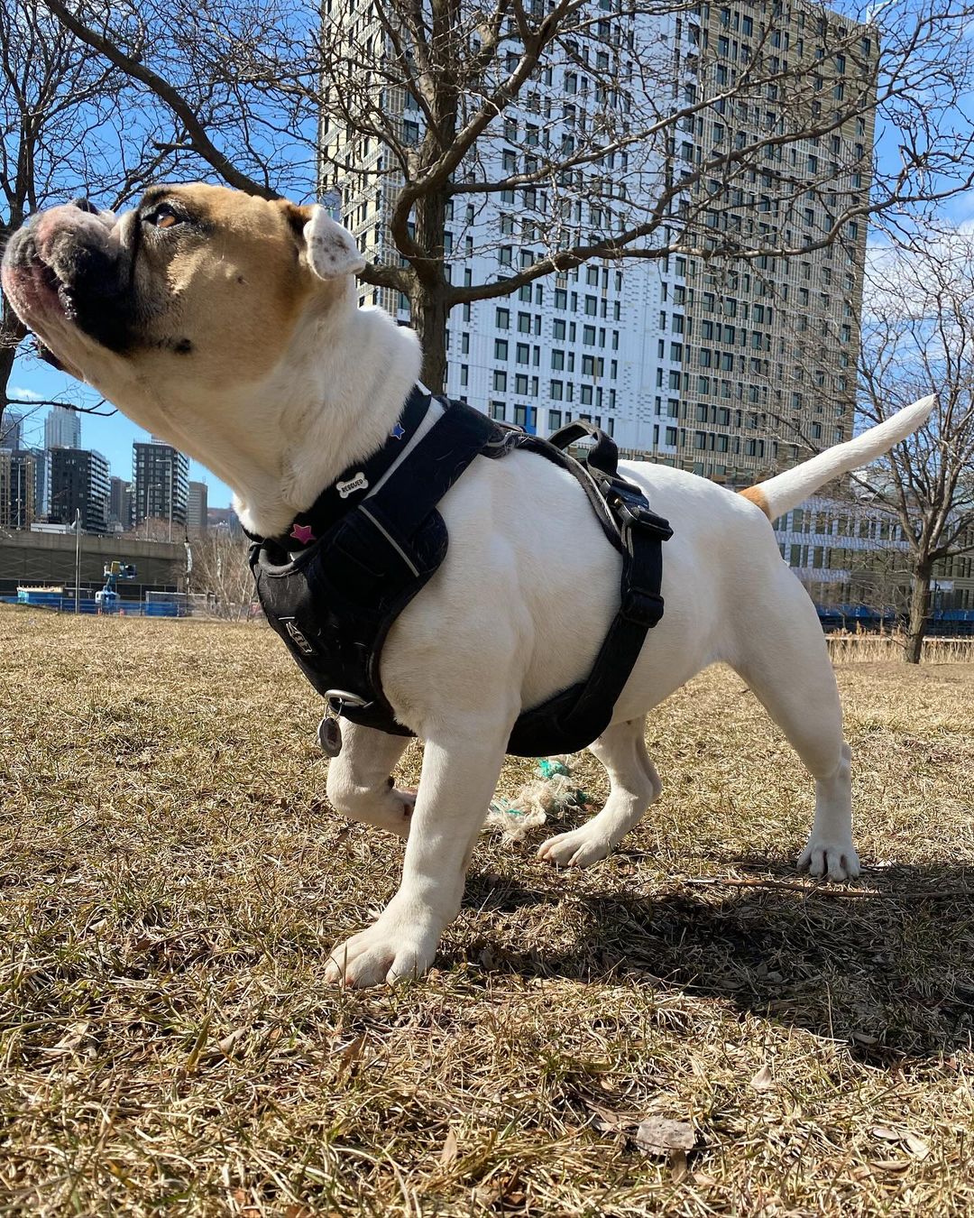 Dog in a harness standing on grass with buildings in the background