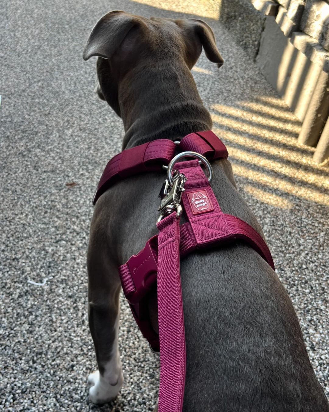 Dog wearing a pink harness on a street