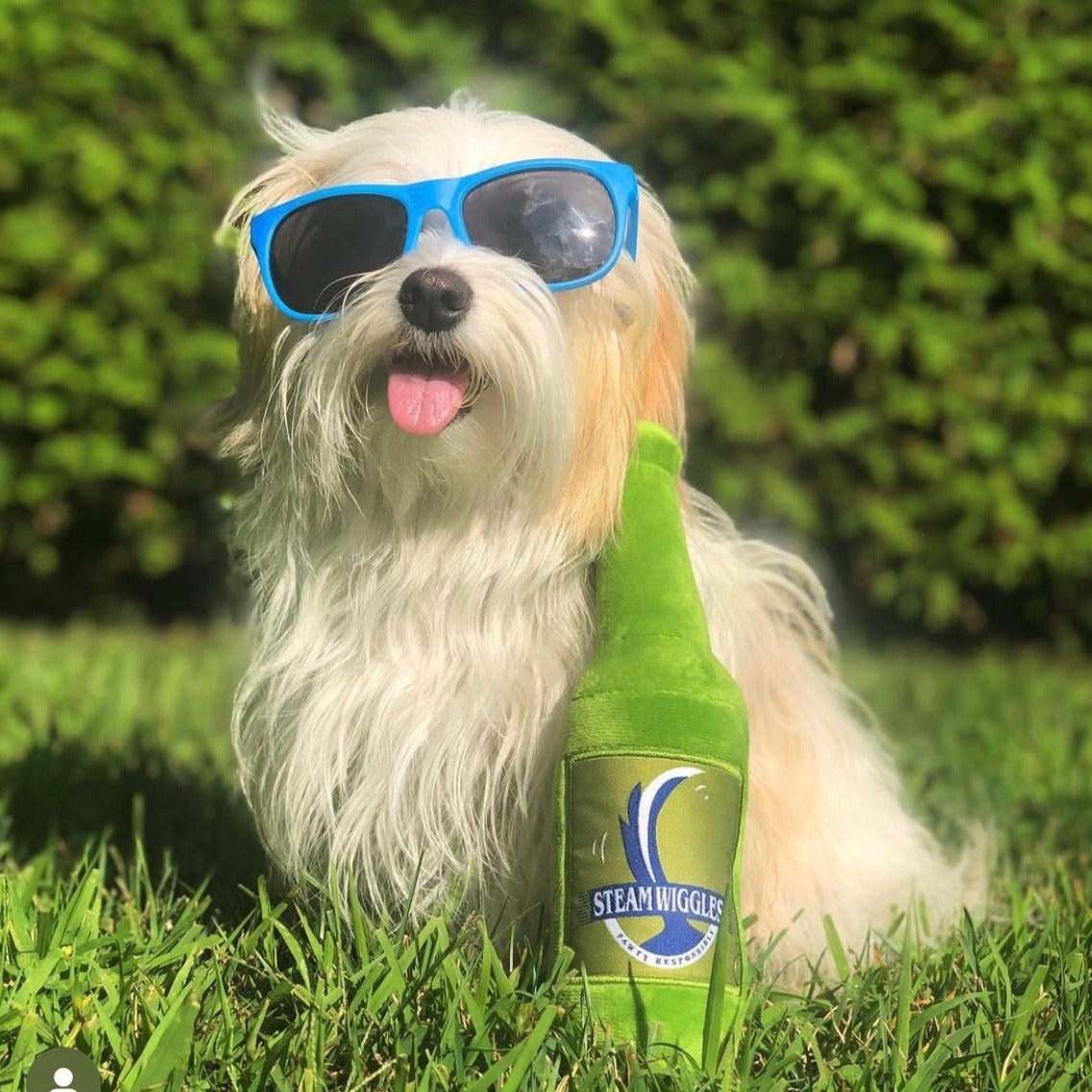 Dog wearing sunglasses and holding a bottle with 'Steam Wiggles' branding on grass.