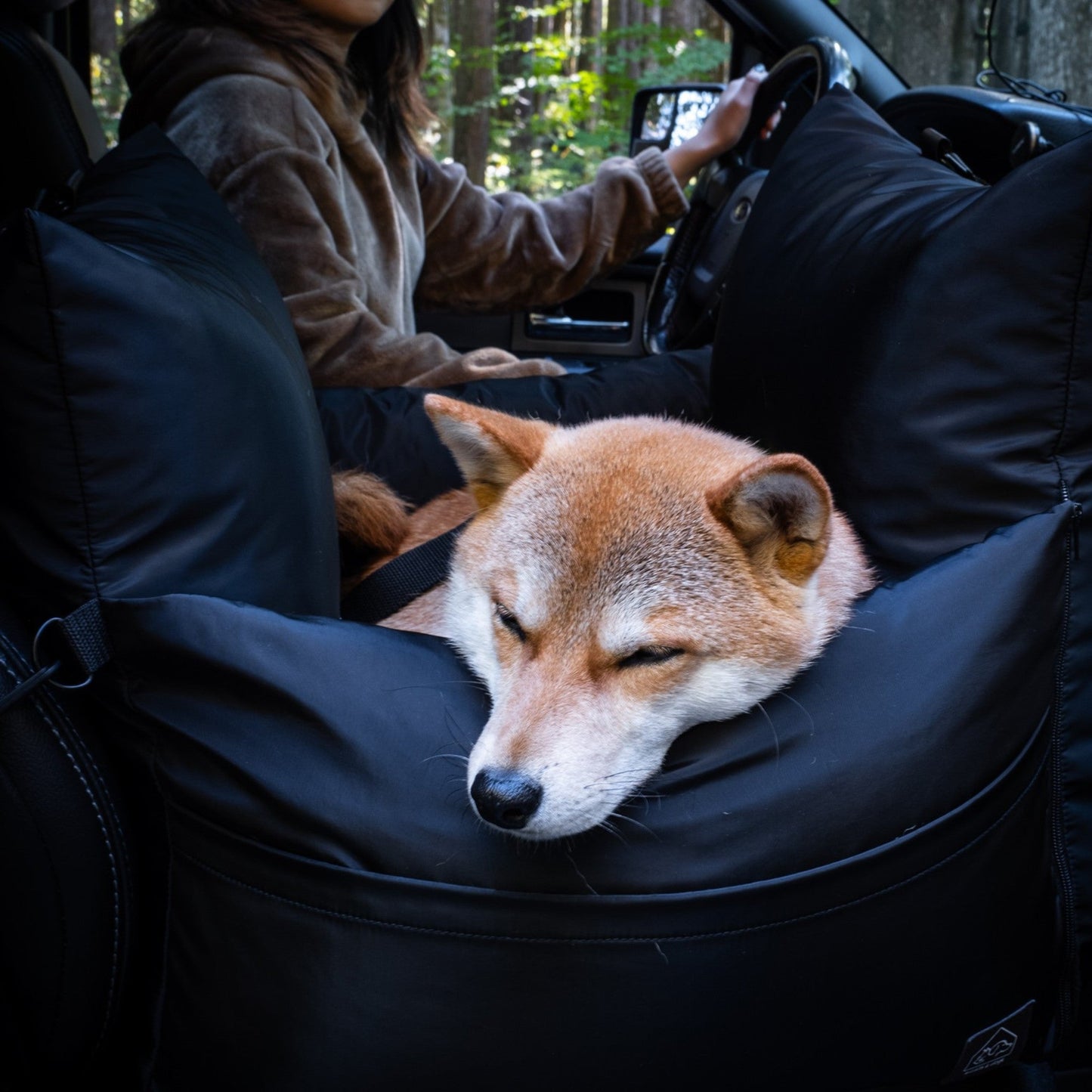 Dog sleeping in the back seat of a car with a person driving.