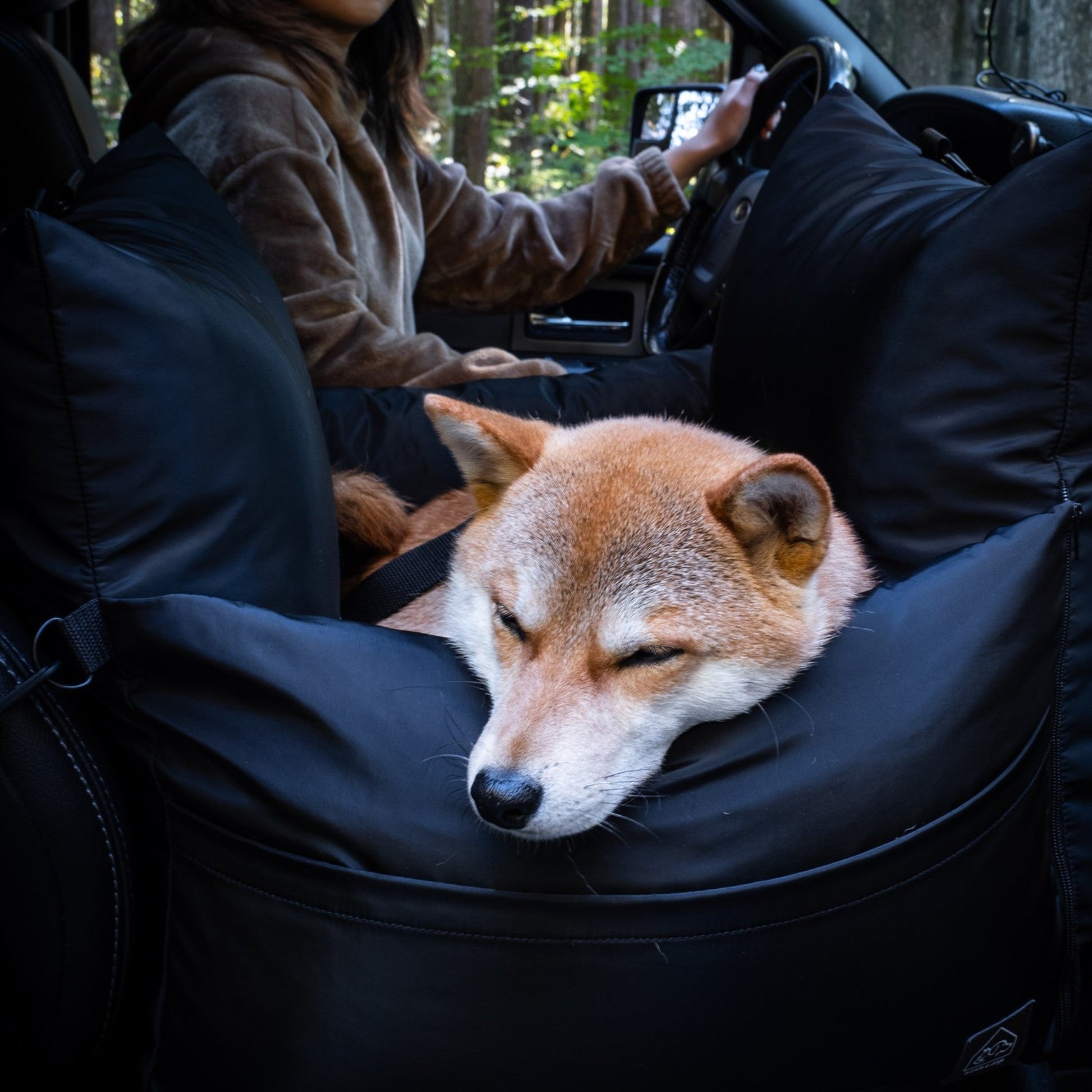 Dog sleeping in the back seat of a car with a person driving.