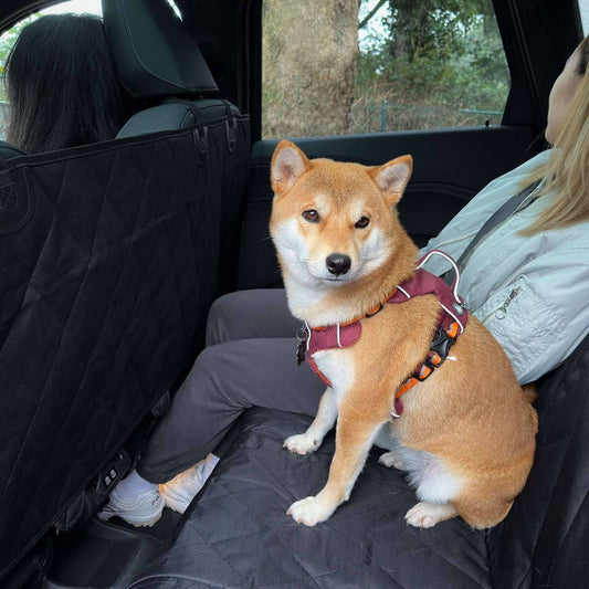 Dog sitting in a car with a person, wearing a harness, on a black car seat cover.