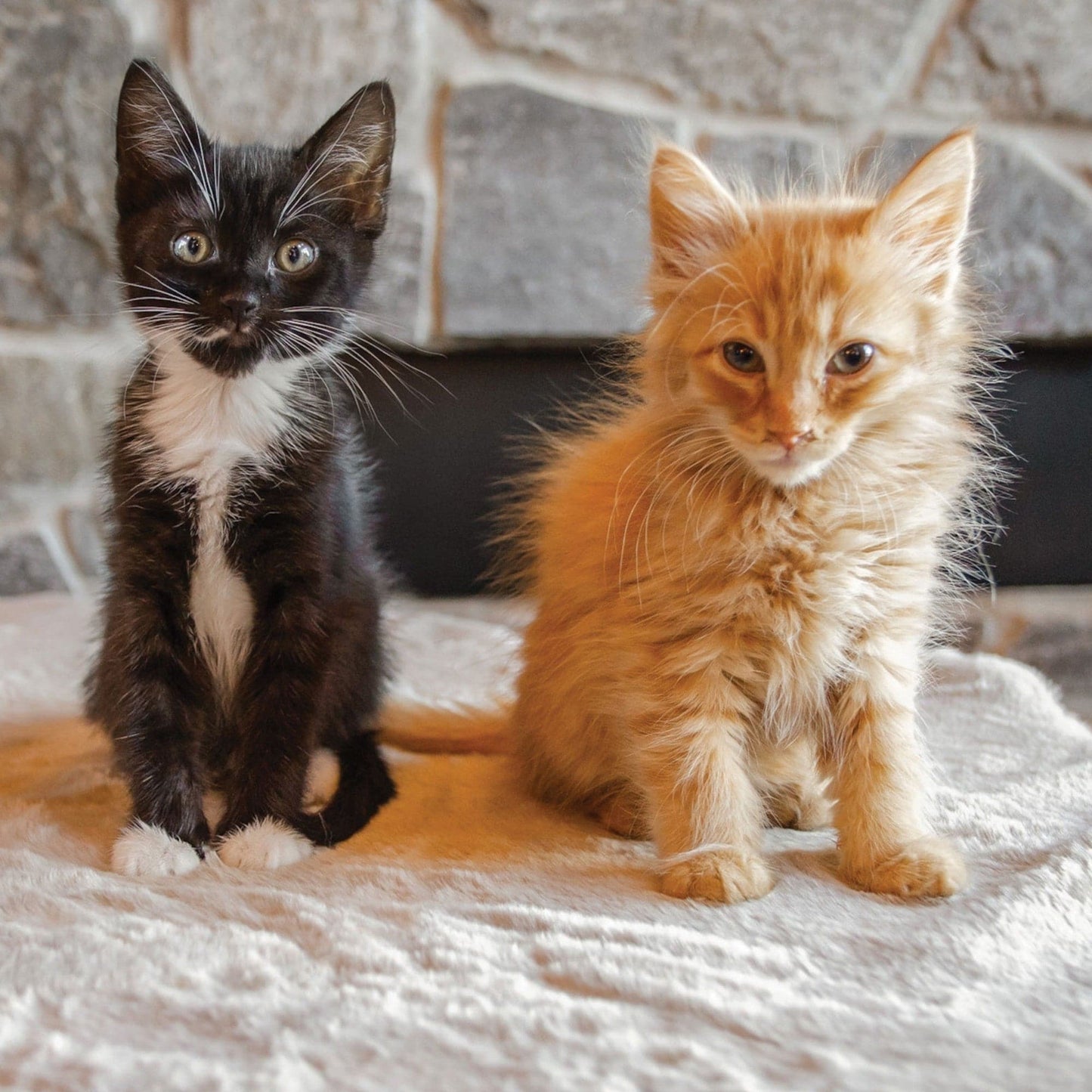 Two kittens, one black and white and one orange, sitting on a textured surface with a stone wall background.
