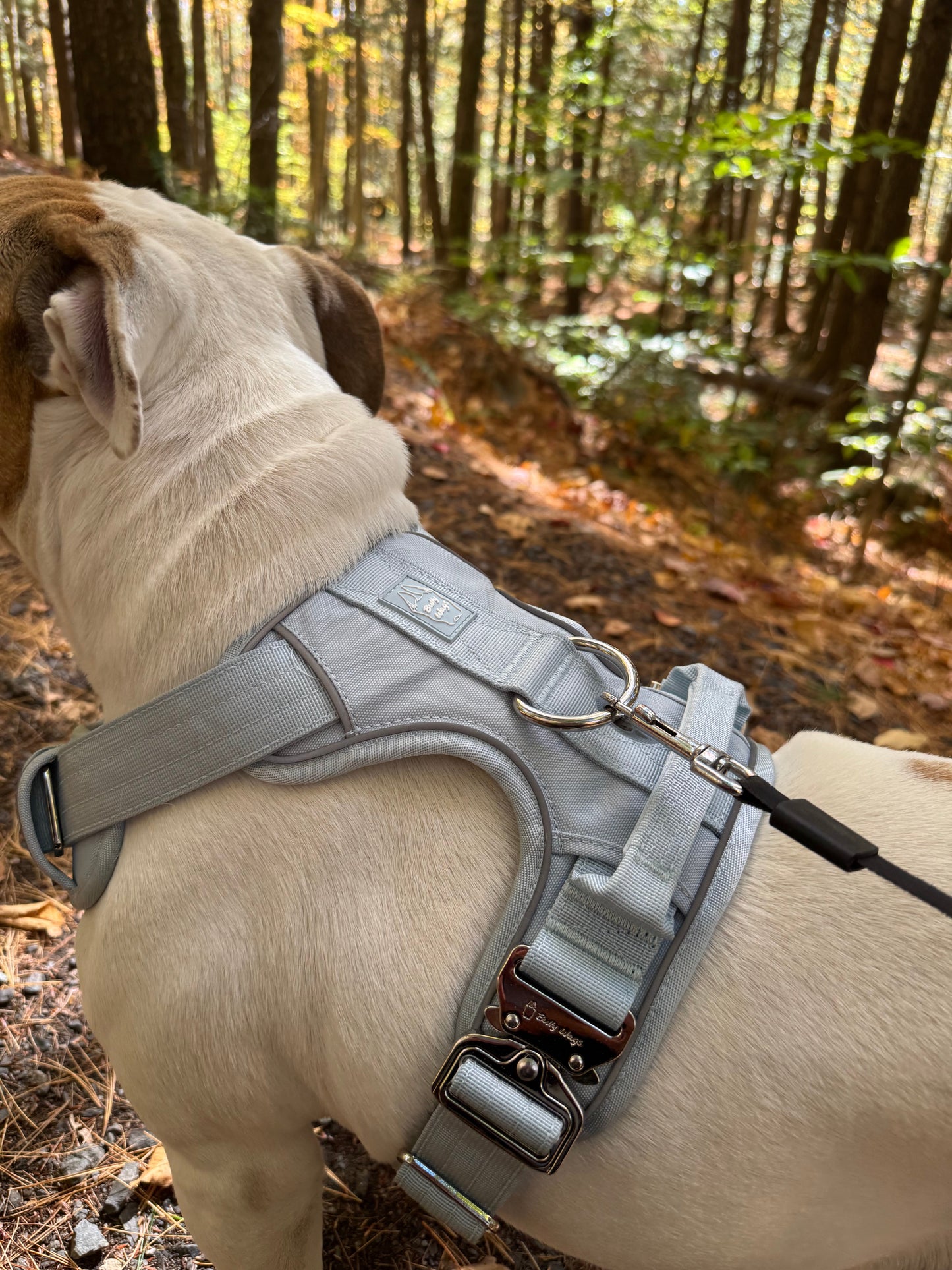 Dog wearing a baby blue harness in a forest setting