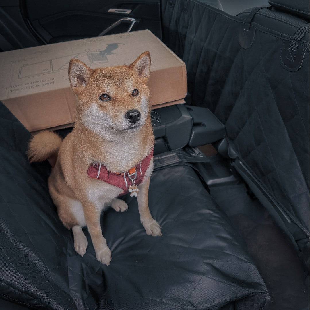 Dog sitting in a car with a cardboard box on the seat next to it
