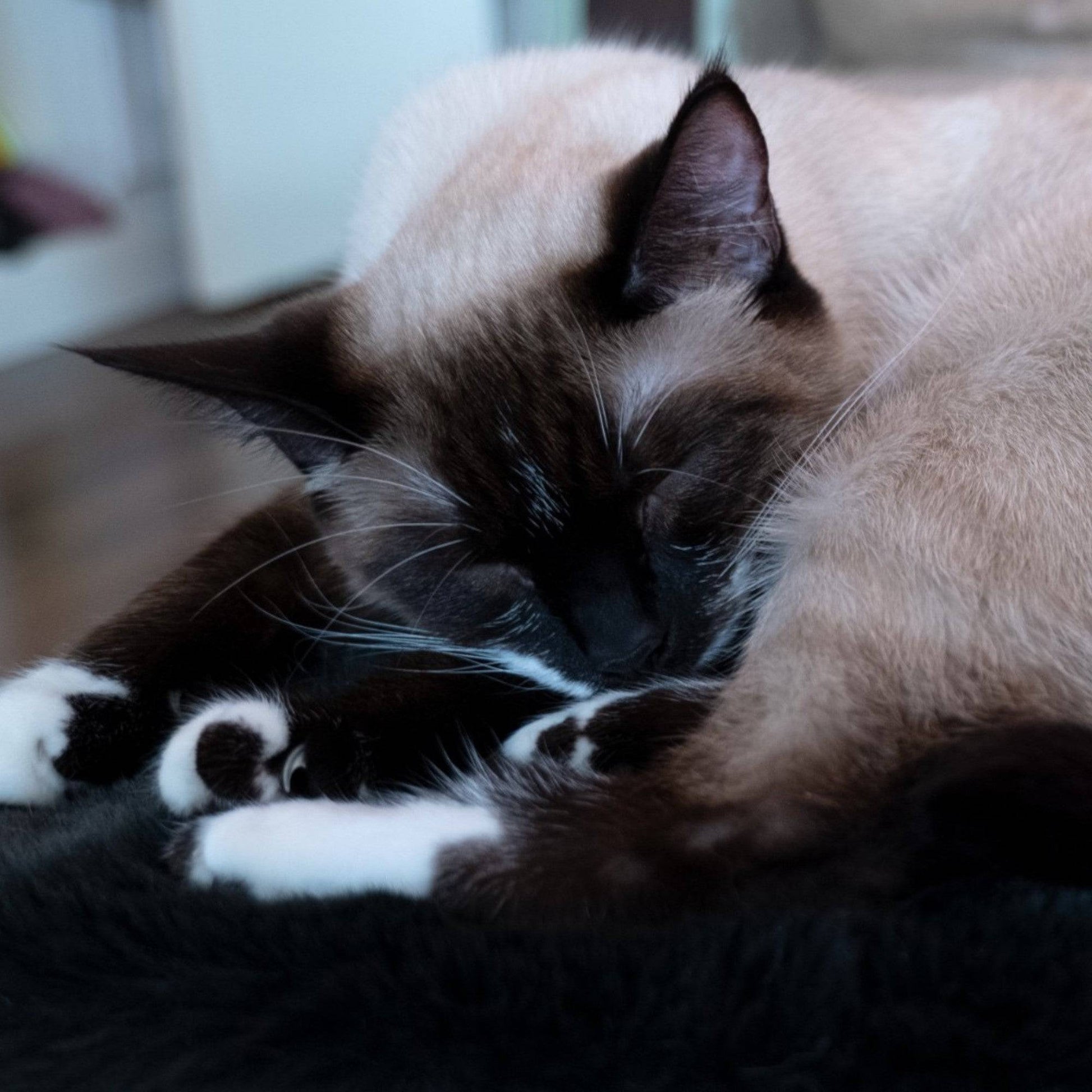 Siamese cat sleeping on a dark surface with a blurred background