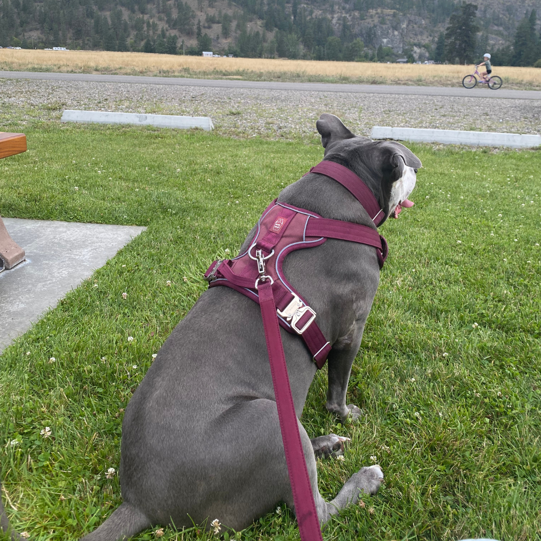 A grey large breed dog sitting on the grass wearing the heavy duty harness, leash, collar set in wine red.