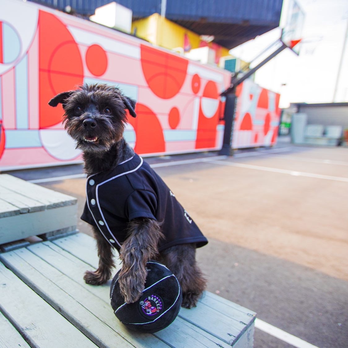 Small dog wearing a black outfit with a hat, sitting on a bench in an urban setting.