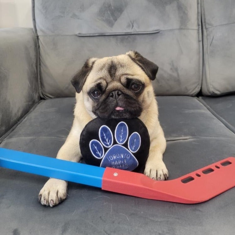 Pug dog holding a hockey stick with a Toronto Maple Leafs logo on a gray couch.