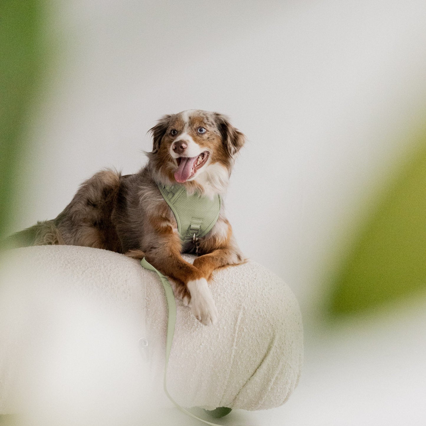 Dog sitting on a white ball with a blurred green background
