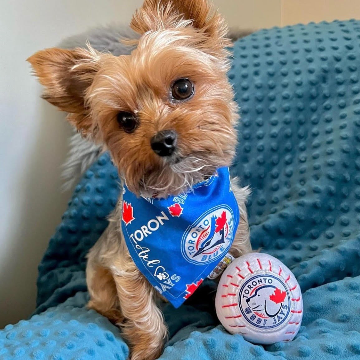 Small dog wearing a Toronto Blue Jays bandana and holding a ball with the team logo on a blue textured surface.
