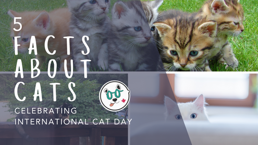 5 Facts About Cats — Celebrating International Cat Day