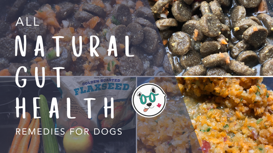 All Natural Gut Health Remedies for Dogs