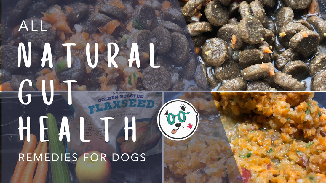 All Natural Gut Health Remedies for Dogs