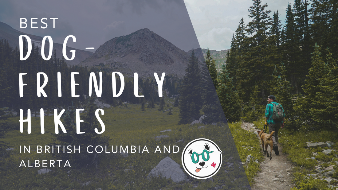 Best Dog-Friendly Hikes in British Columbia & Alberta