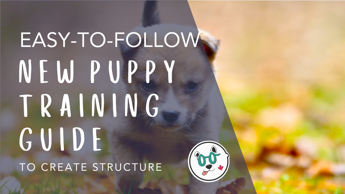 New Puppy Training Guide