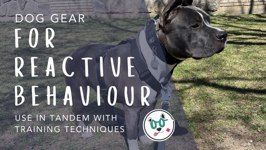 Dog Gear Built For Reactive Behaviour