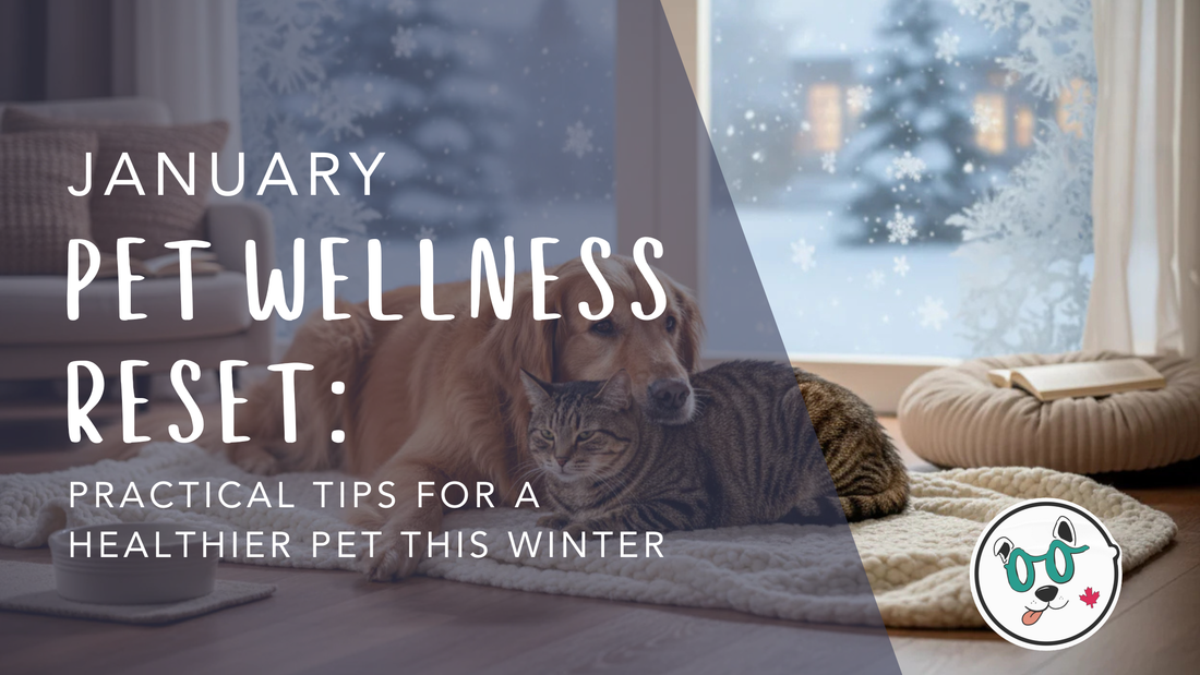 January pet wellness reset guide for dogs and cats