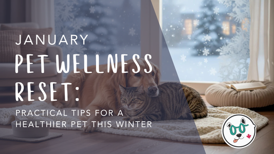 January pet wellness reset guide for dogs and cats