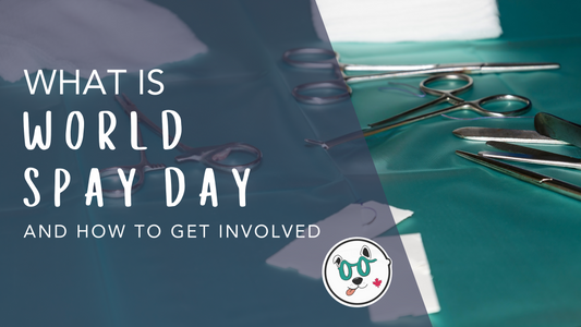 What is World Spay Day and How to Get Involved