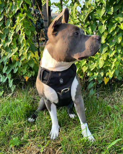 Heavy-Duty Everyday Harness - Black pet collars & harnesses from Floof Pet Products on a neutral background