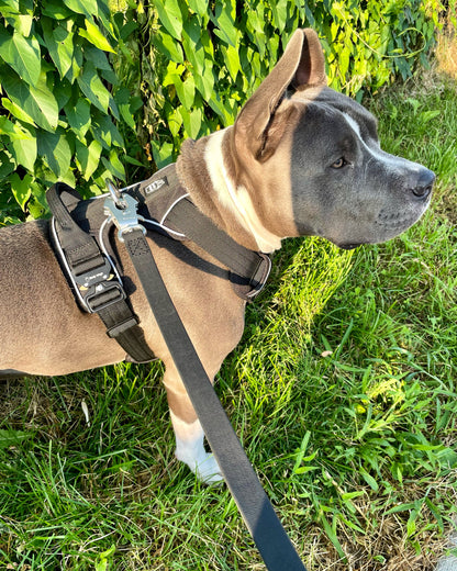 Heavy-Duty Everyday Harness - Black pet collars & harnesses from Floof Pet Products on a neutral background