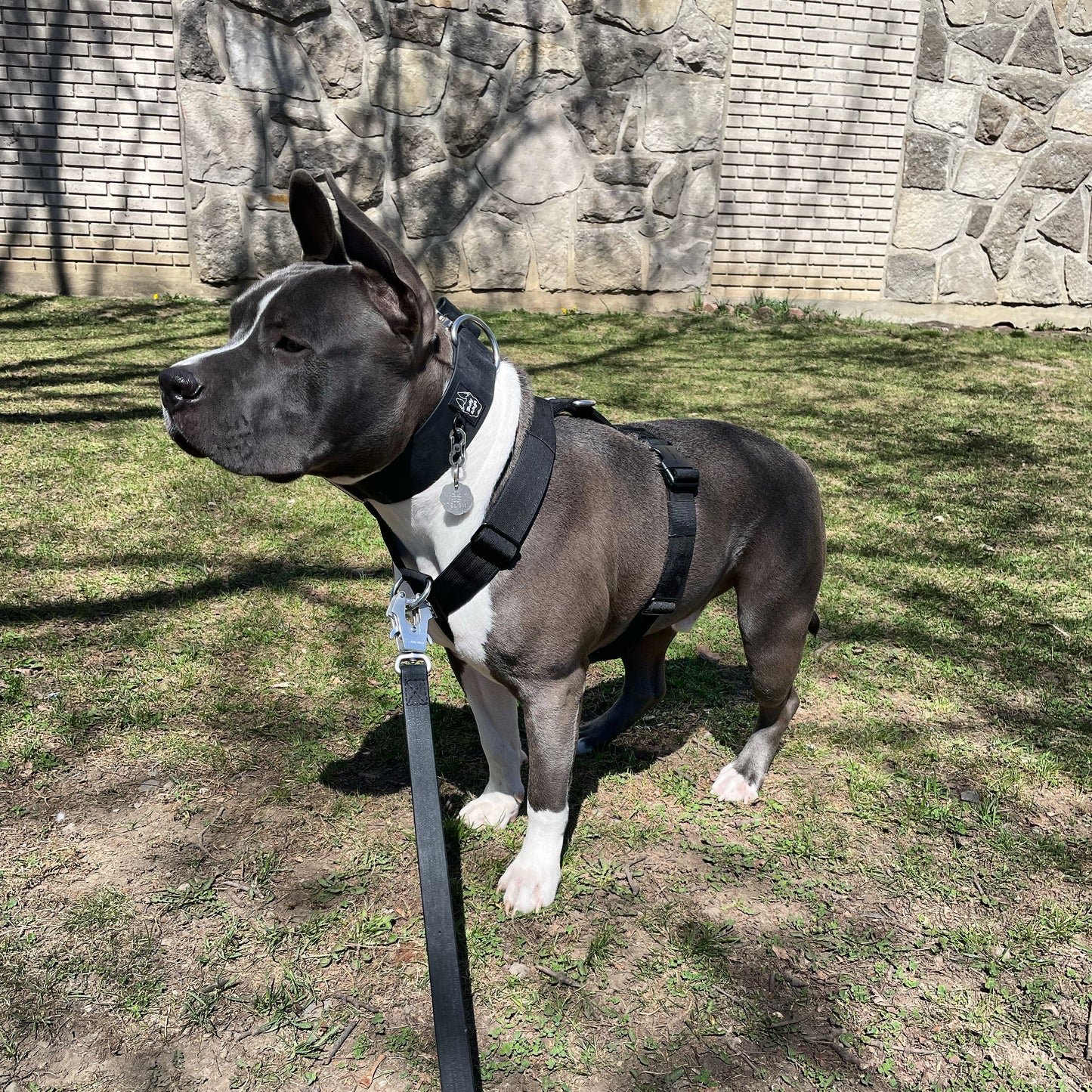 Y Strap Adventure Harness - Black pet collars & harnesses from Floof Pet Products on a neutral background