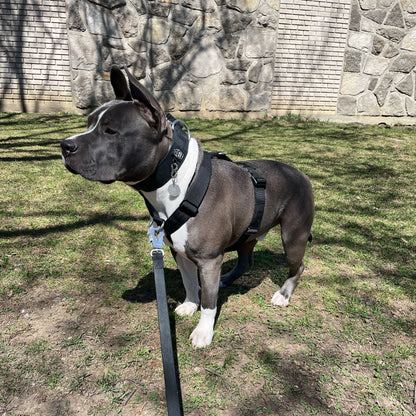 Y Strap Adventure Harness - Black pet collars & harnesses from Floof Pet Products on a neutral background