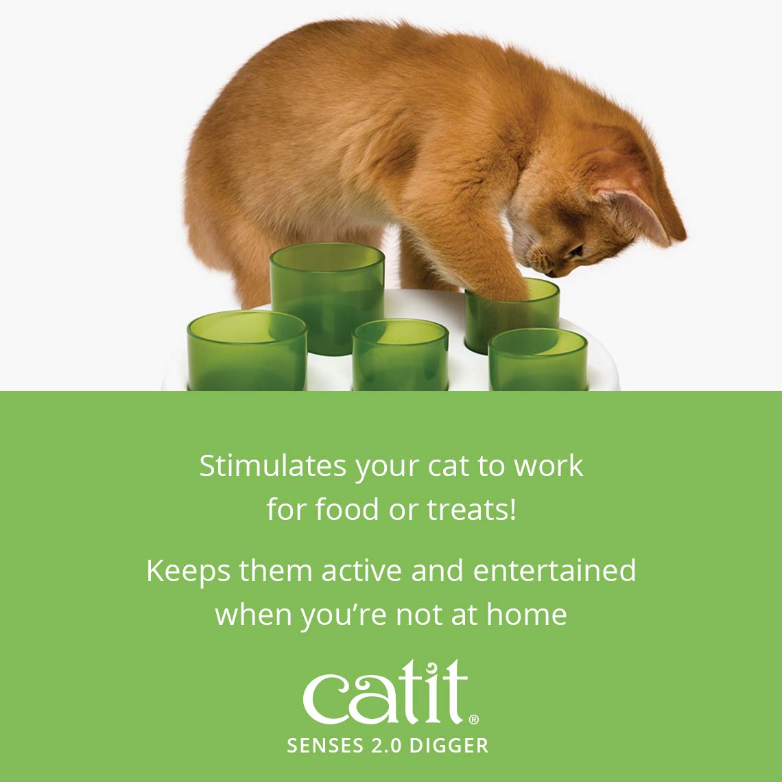 Left Alone How To Keep A Kitten Entertained While At Work