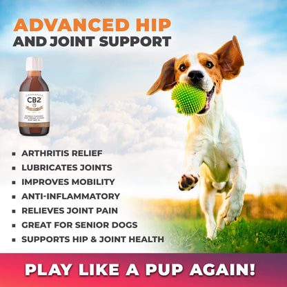 CB2 Hemp Oil for Dogs Extra Strength