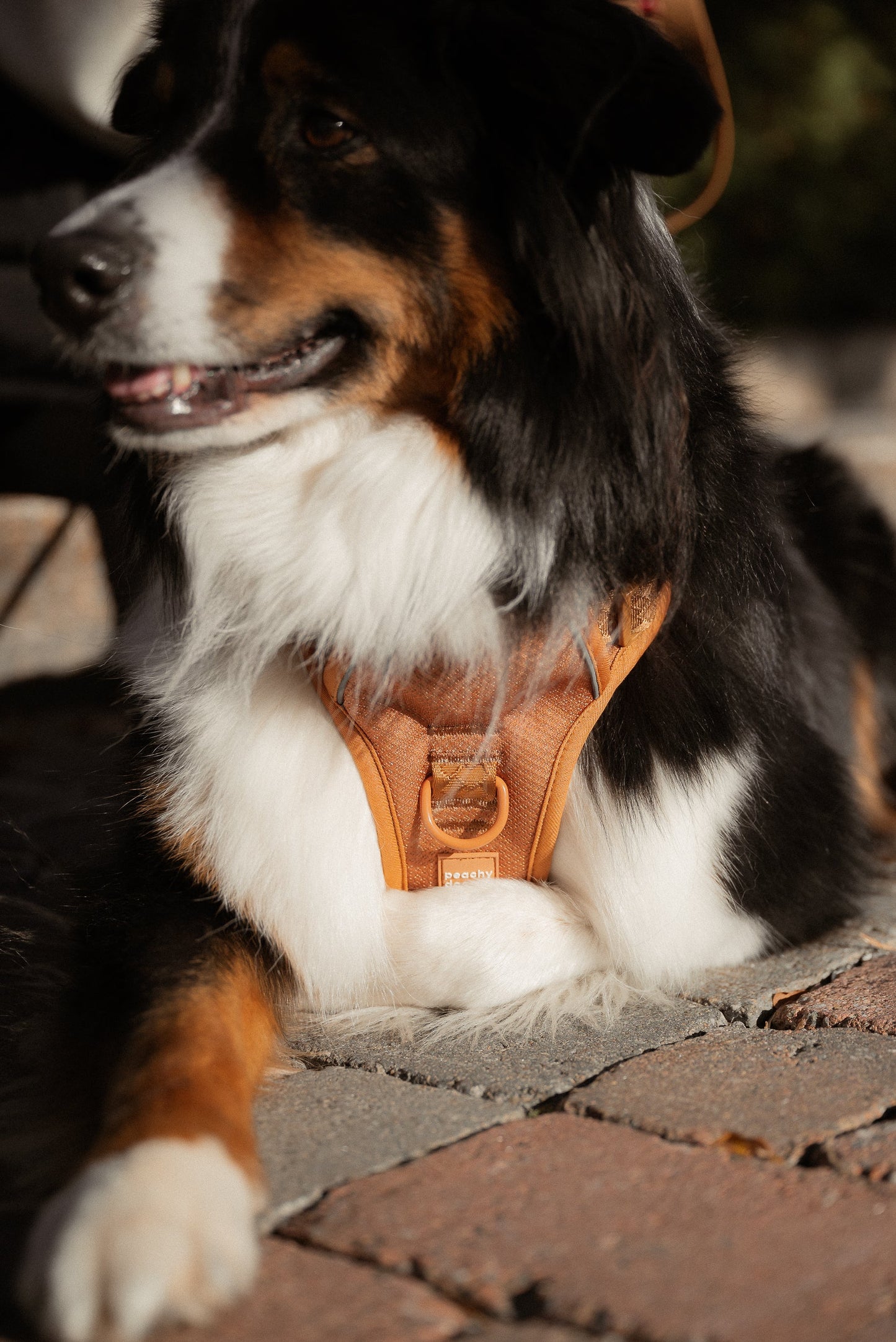 Dog wearing a harness on a paved surface