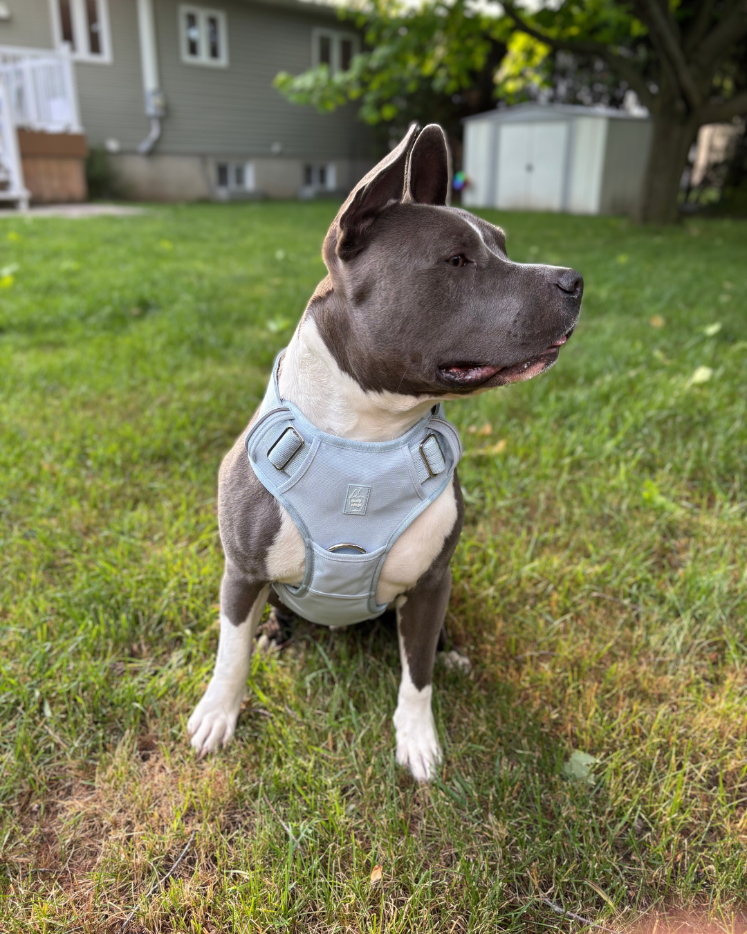 Baby blue heavy duty harness for large strong dogs with breathable mesh