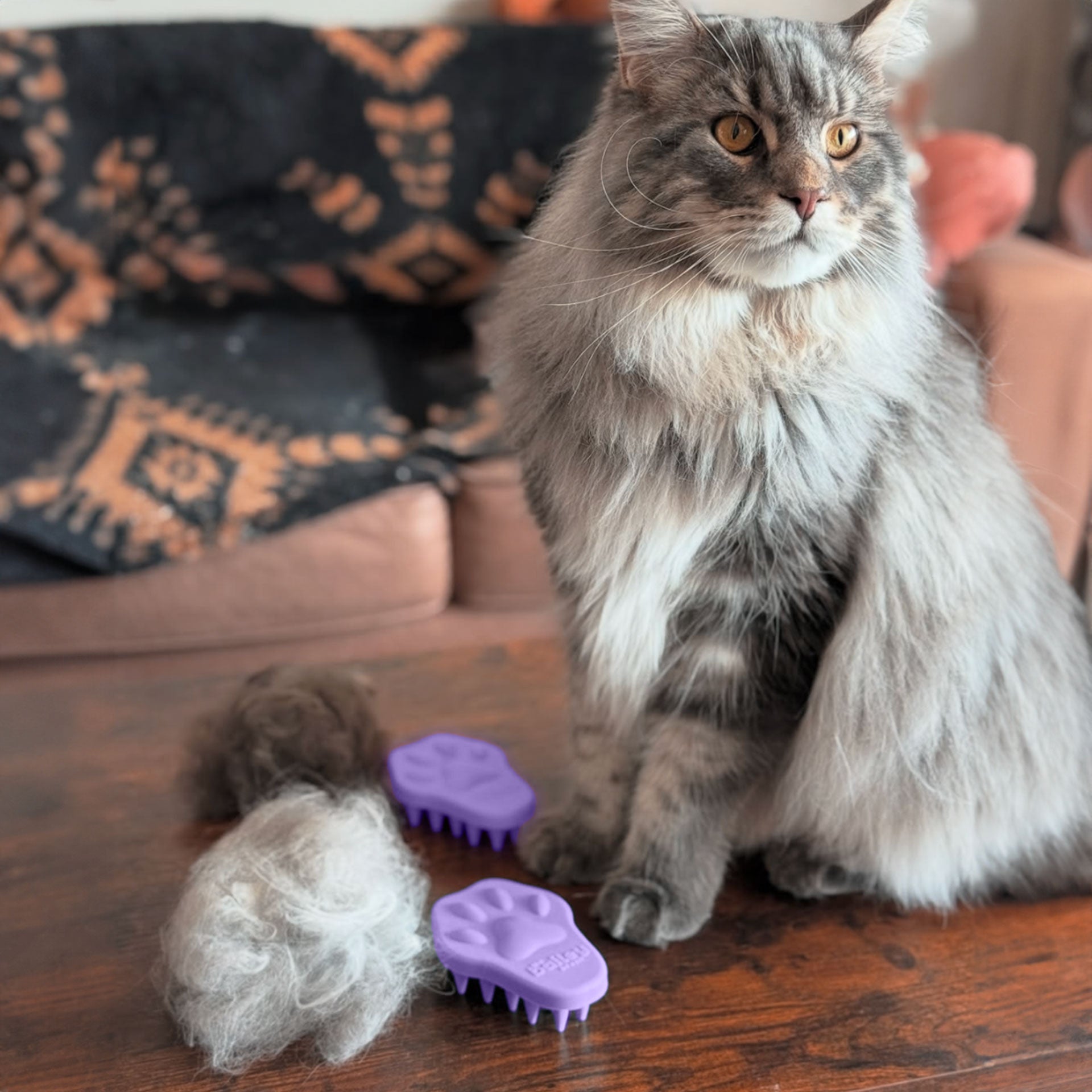 Cat with grooming tools and fur on a wooden surface