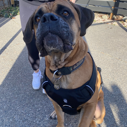 Dog wearing a black harness standing on a pavement