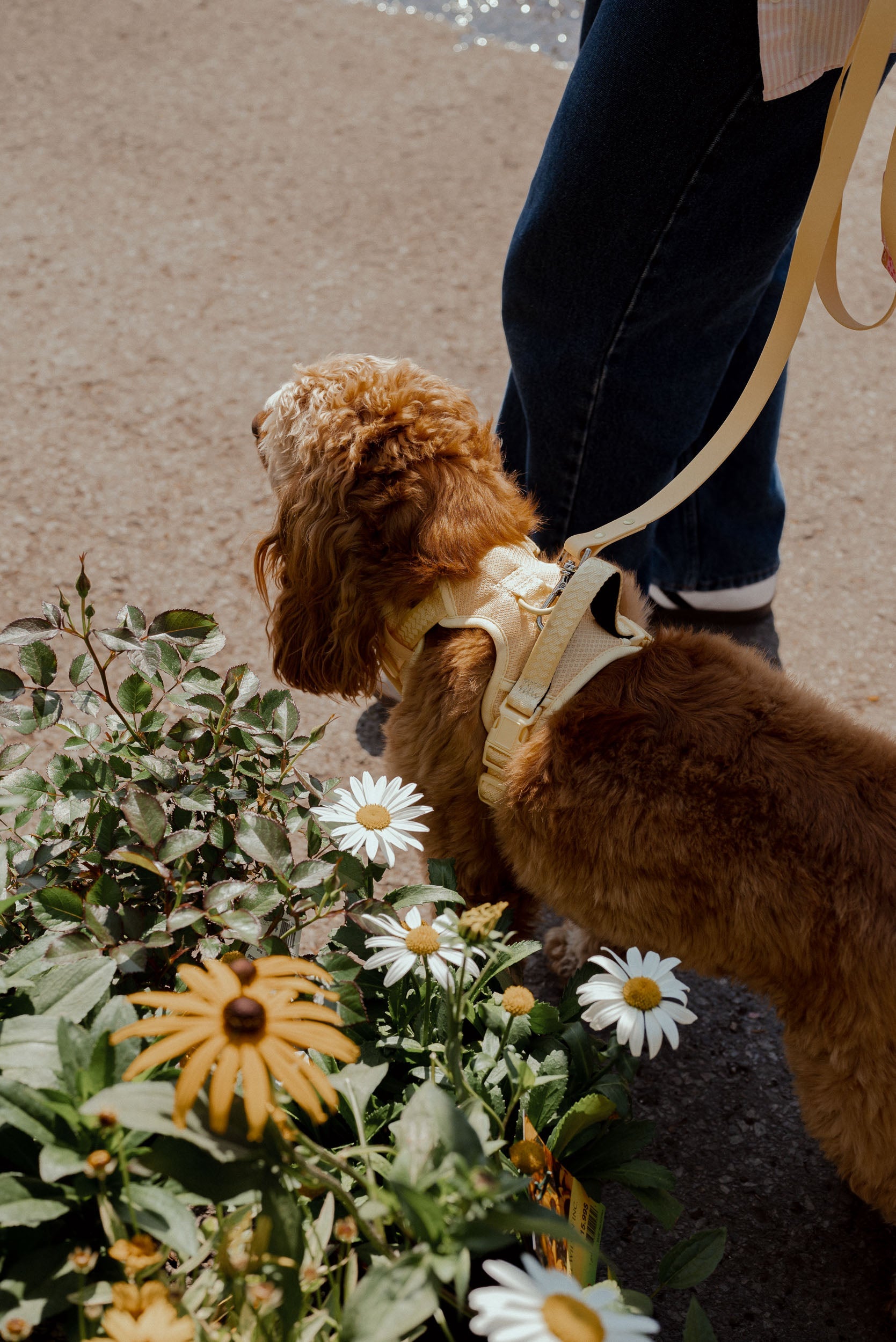 Brown dog on a leash next to a person, with flowers and plants in the foreground