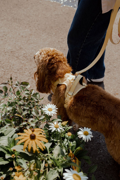 Brown dog on a leash next to a person, with flowers and plants in the foreground