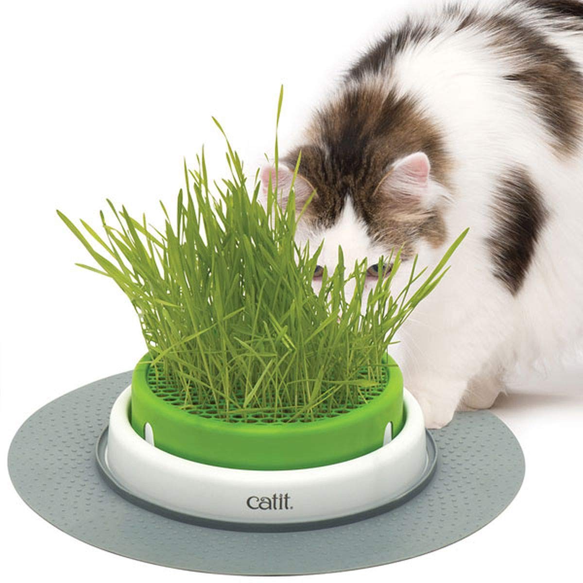 image of a cat hiding behind the Catit grass interactive toy with tall grass.