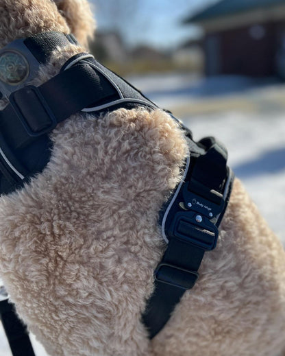 Close-up of a dog wearing a black harness with a blurred outdoor background