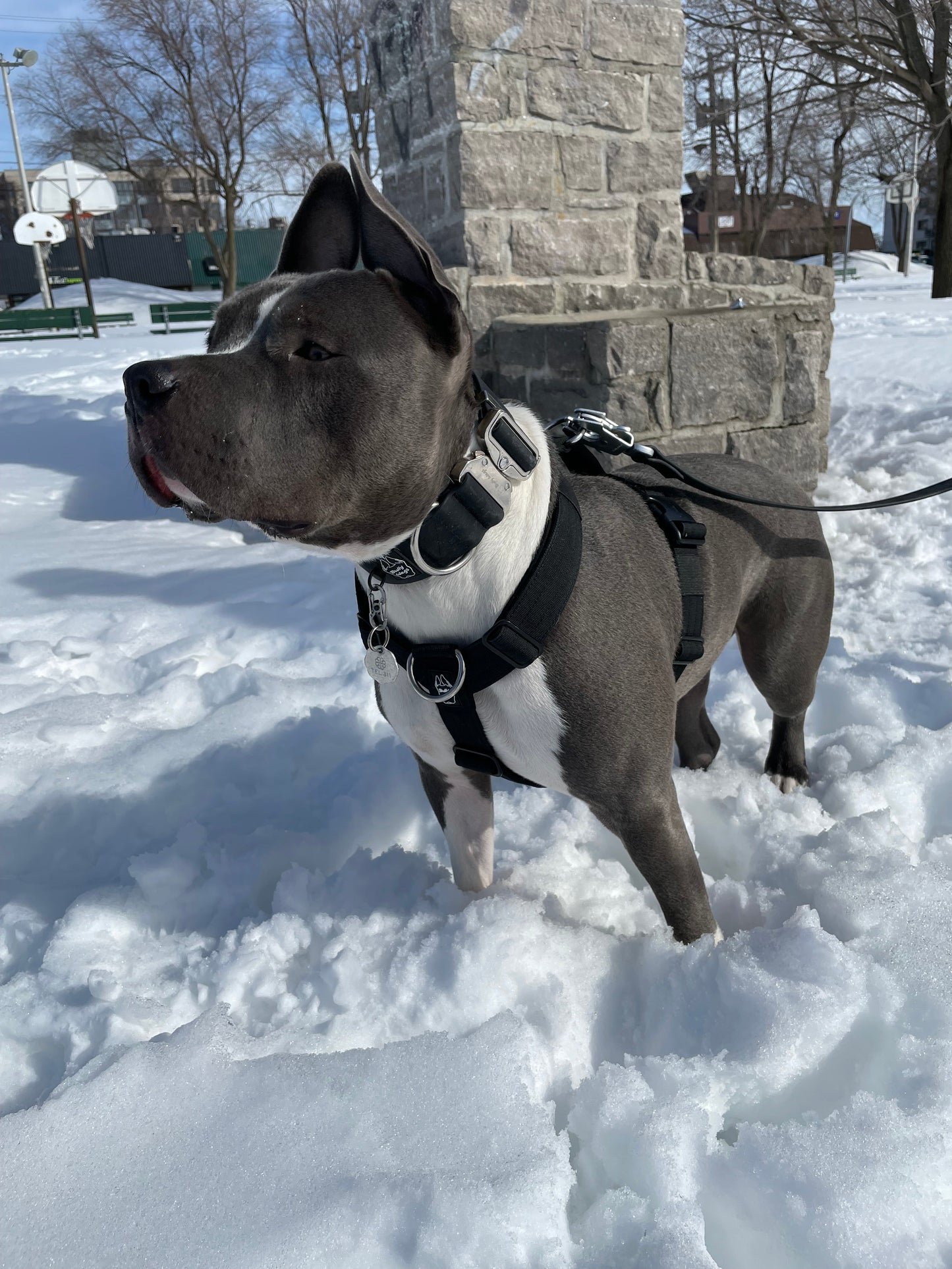 Dog standing in the snow with a stone monument in the background