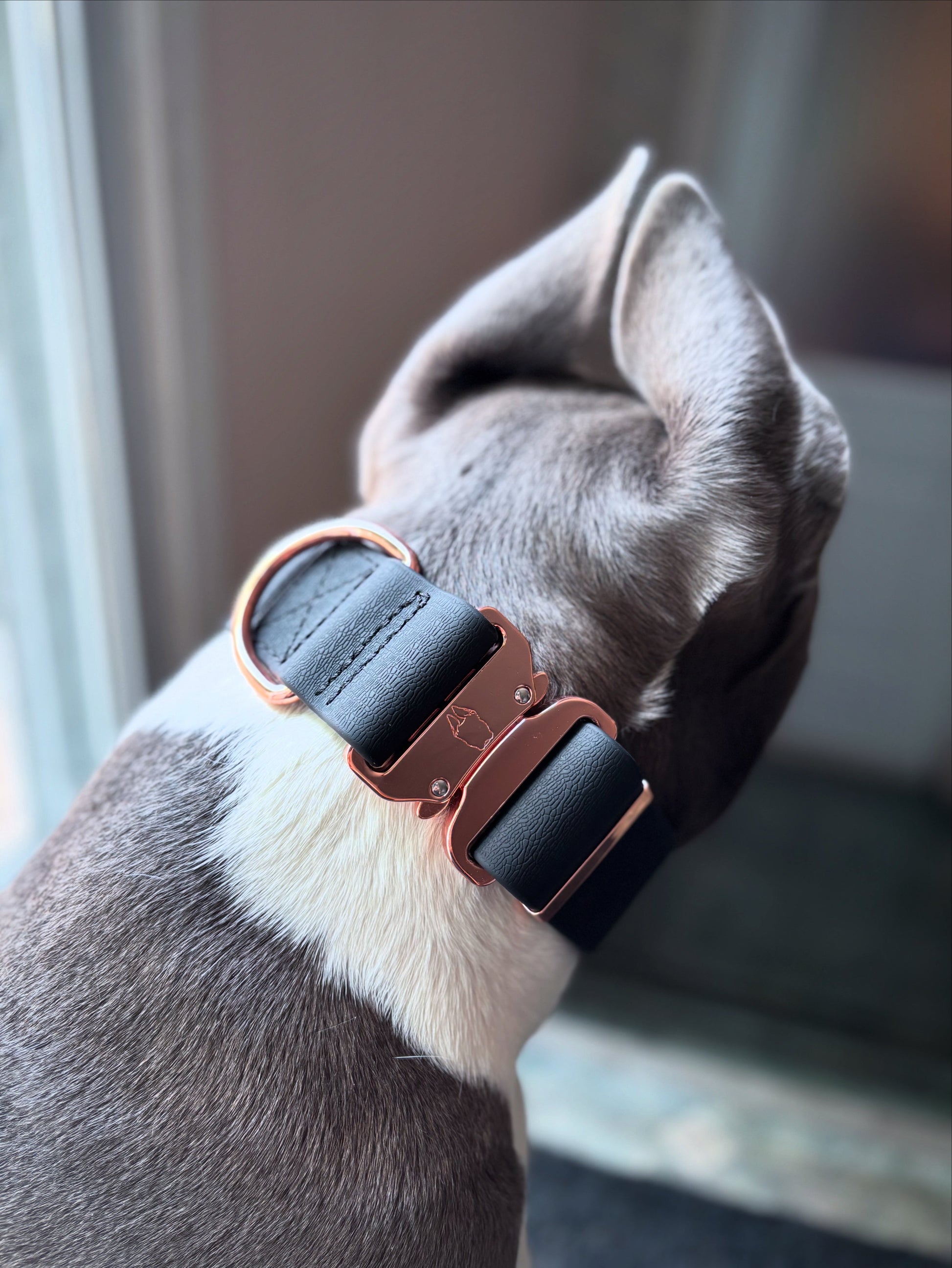 Dog wearing a collar with a blurred background
