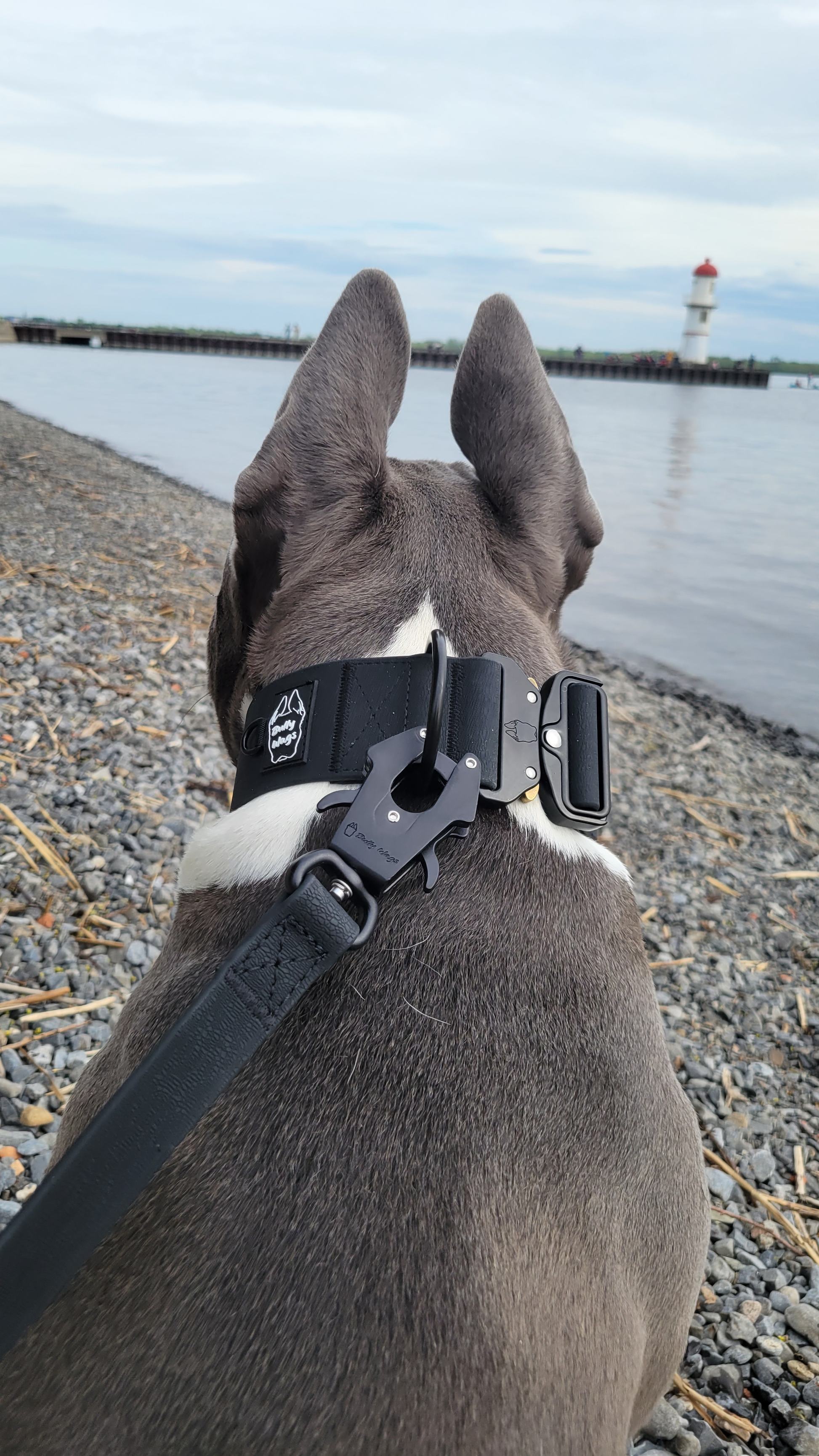 Dog wearing a collar with a visible brand logo by a waterfront with a lighthouse.