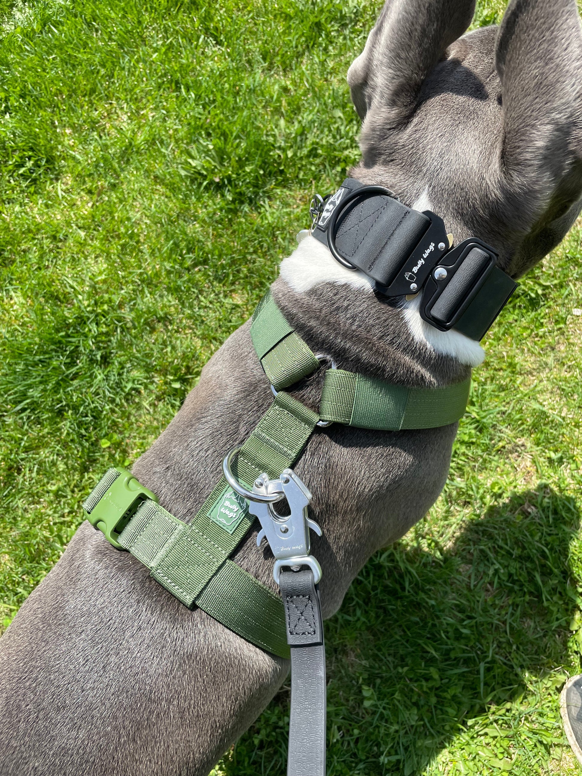 Dog wearing a green harness and black collar on grass